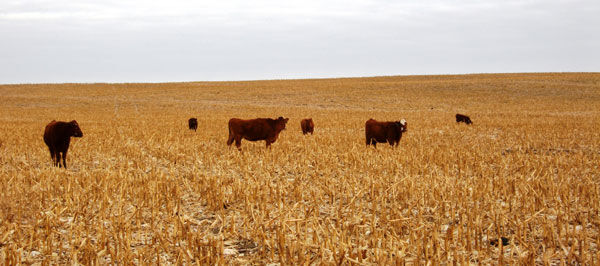 Cattle in Corn